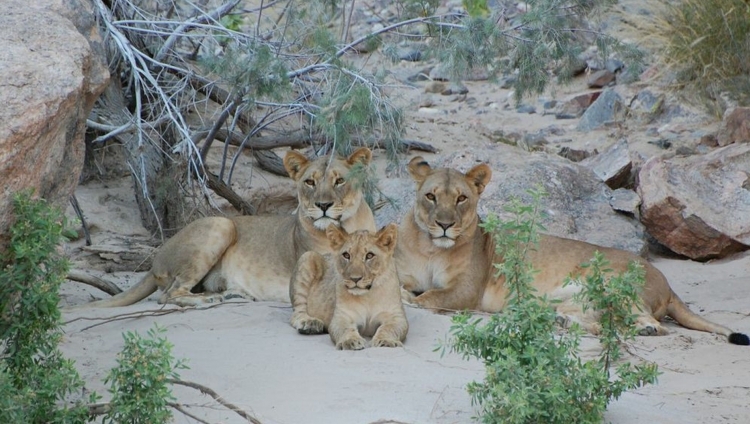 Okahirongo Elephant Lodge - Löwen